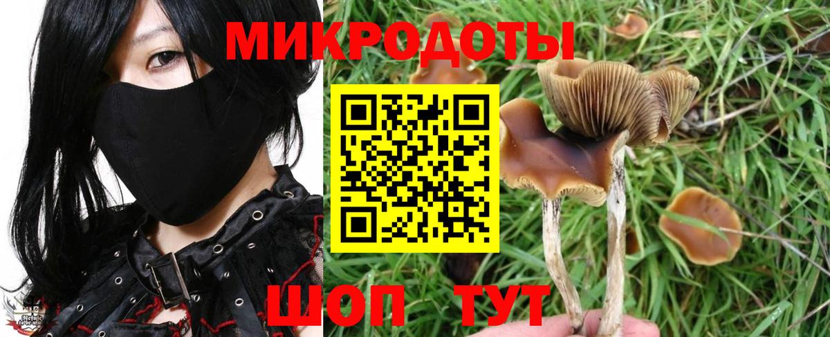 Гагарин  Галлюциногенные грибы Psilocybine cubensis  Вход с VPN 